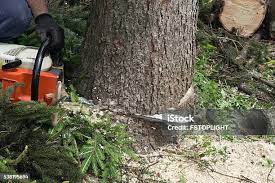 Best Arborist Consultation Services  in East Los Angeles, CA