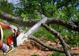 Best Root Management and Removal  in East Los Angeles, CA