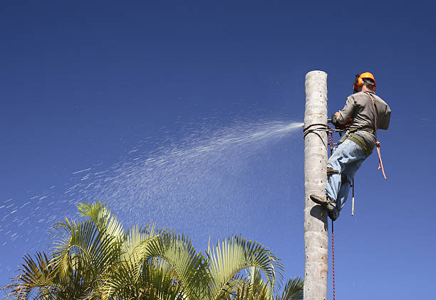 Best Lawn Pest Prevention  in East Los Angeles, CA