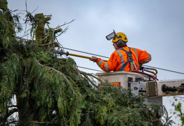 Best Utility Line Clearance  in East Los Angeles, CA