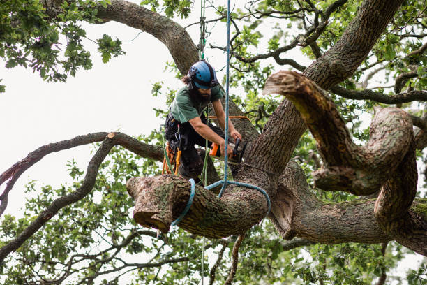 How Our Tree Care Process Works  in  East Los Angeles, CA
