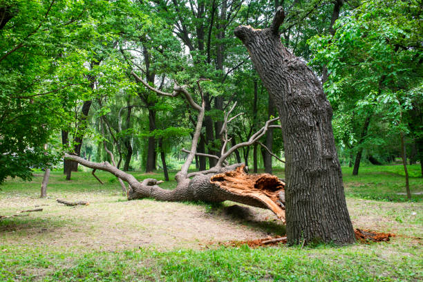 Best Storm Damage Tree Cleanup  in East Los Angeles, CA