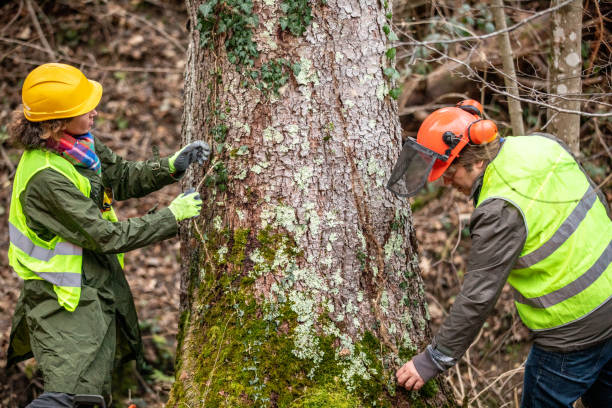 Best Storm Damage Tree Cleanup  in East Los Angeles, CA