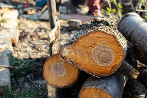 Best Firewood Processing and Delivery  in East Los Angeles, CA
