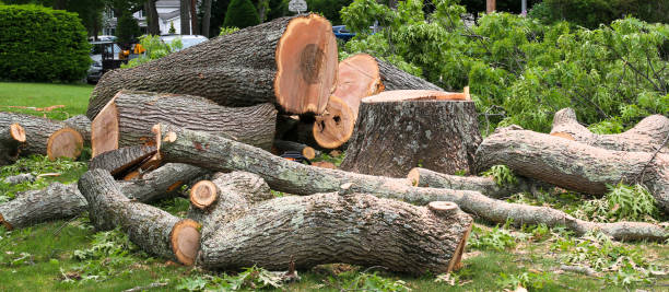 Best Stump Grinding and Removal  in East Los Angeles, CA