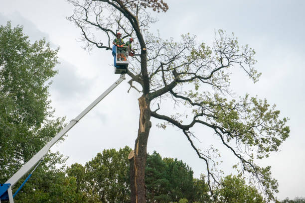 Best Utility Line Clearance  in East Los Angeles, CA