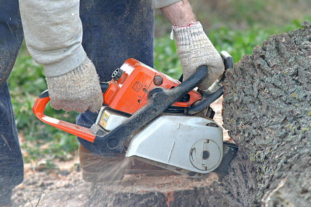 Best Arborist Consultation Services  in East Los Angeles, CA