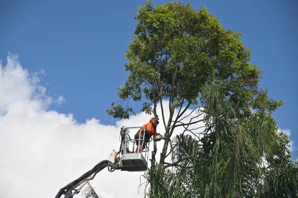 Best Tree Risk Assessment  in East Los Angeles, CA