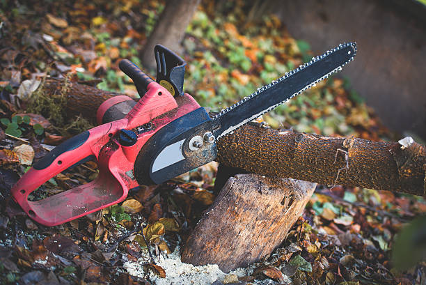 Best Tree Disease Treatment  in East Los Angeles, CA